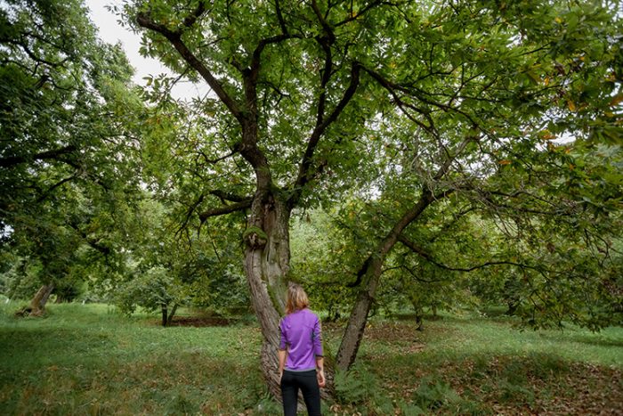 GardaTrek, The chestnut teaching - Drena Garda Stories Garda Trek Outdoor  