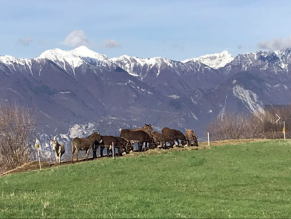 Bambini alla scoperta della natura e degli animali  sul Lago di Garda Trentino Famiglia Più letti  