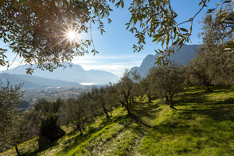 Lake Garda Trentino: the region with the northernmost olives in the world, beyond the 46th parallel Autumn Culture Tips  
