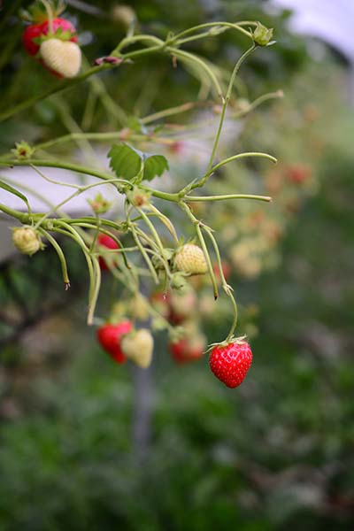 In the Kingdom of Small Fruits: a Journey to the Zanetti Andrea Farm of Drena Food and wine  