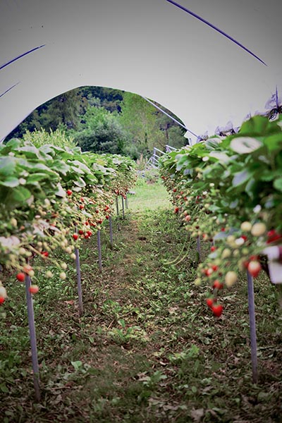 In the Kingdom of Small Fruits: a Journey to the Zanetti Andrea Farm of Drena Food and wine  
